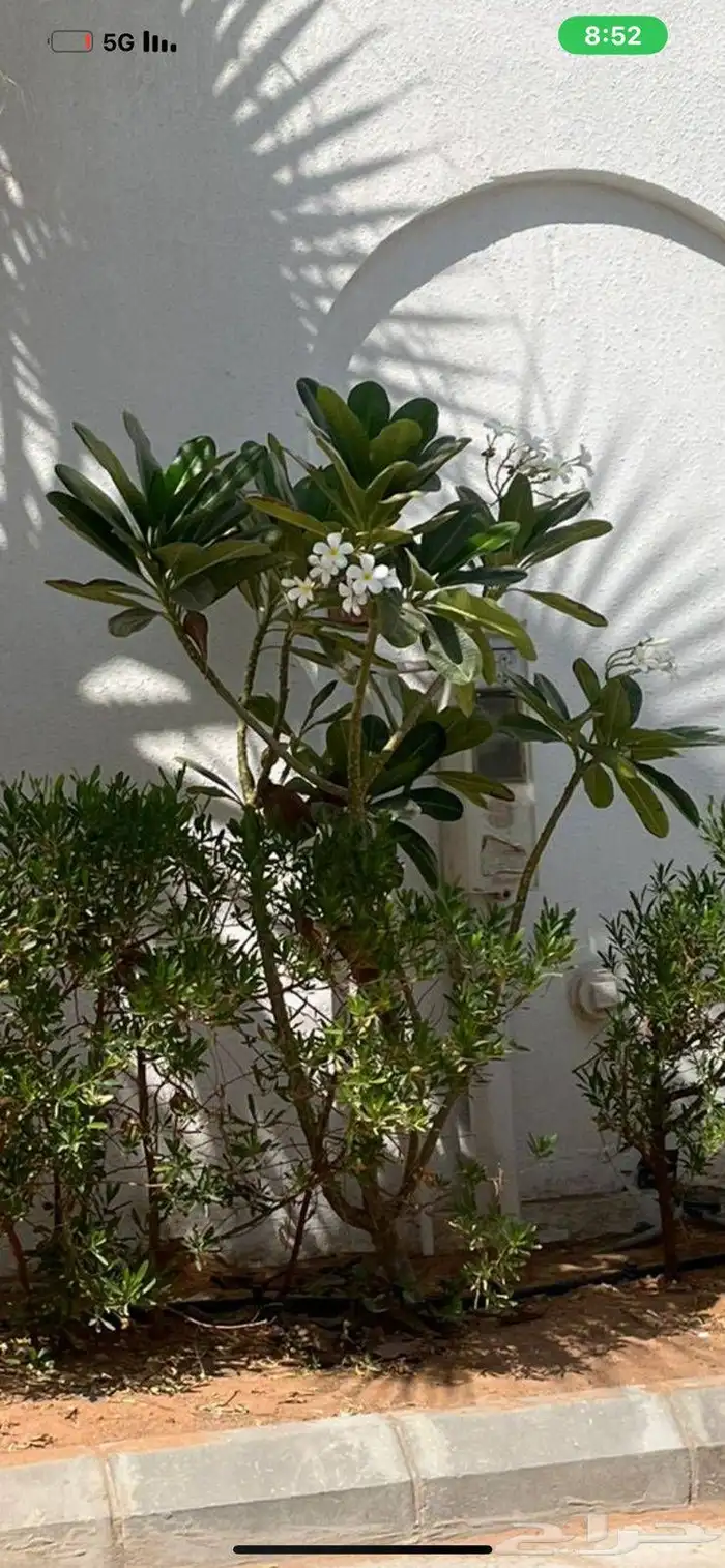 مشاتل الرياض 2