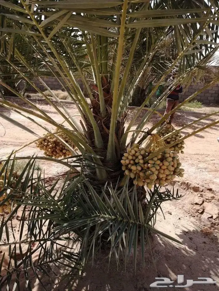يوجد لدينا جميع انواع النخل عربي ووشنطني من متر الى سته متر 1