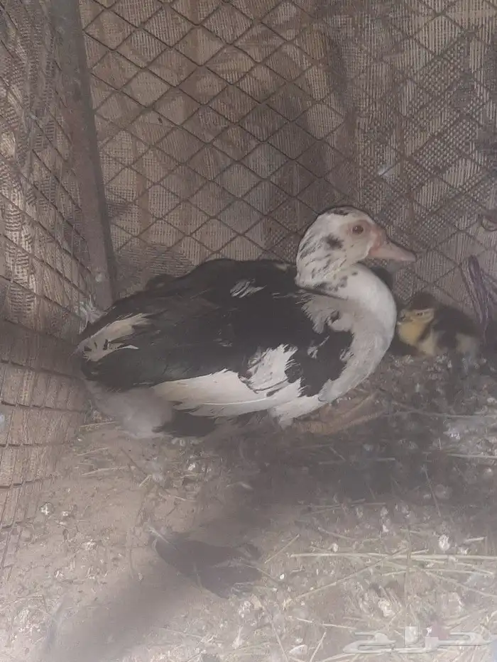 بط مصري بياض ومفرخ 3