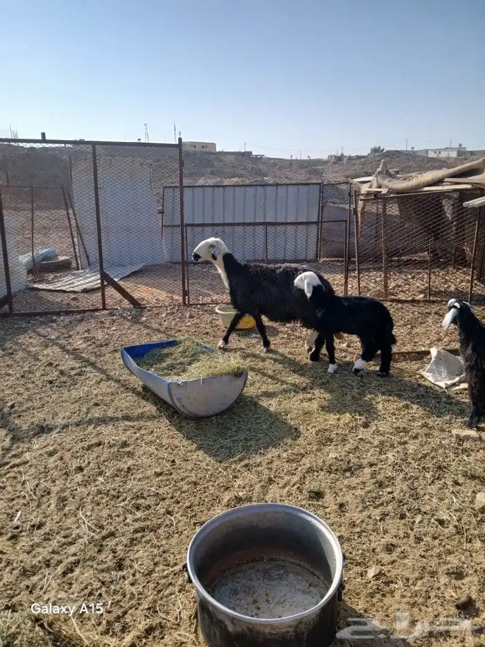 نعجه اللبيع 0