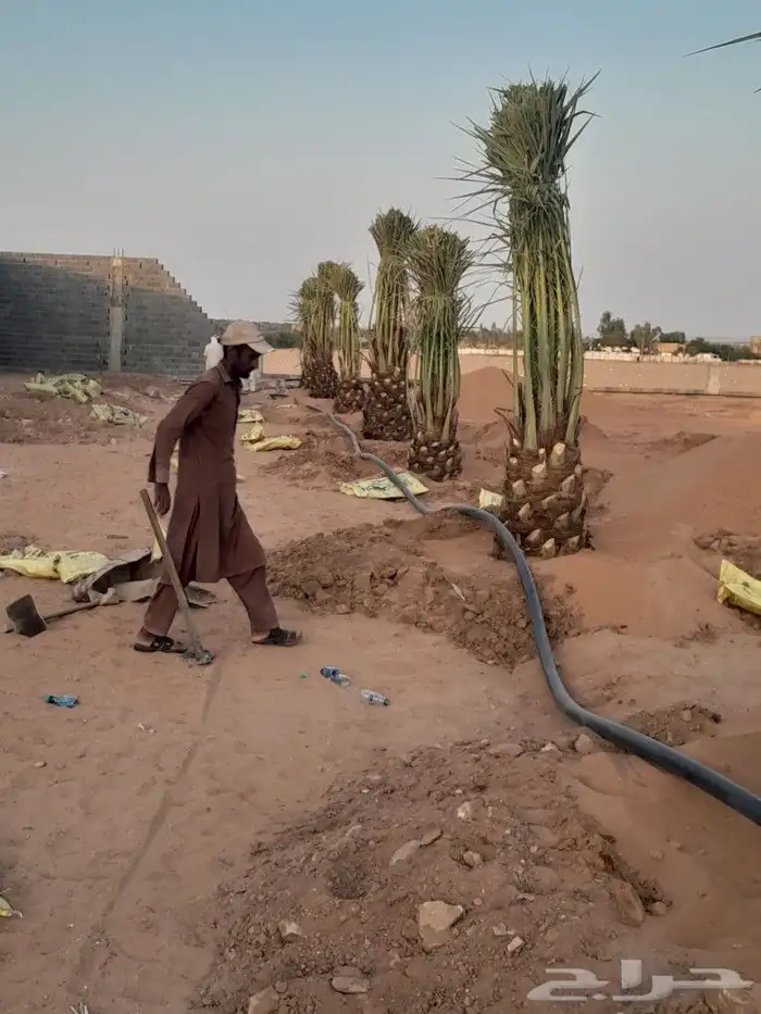 زراعة نخيل في جميع مناطق الرياض 3