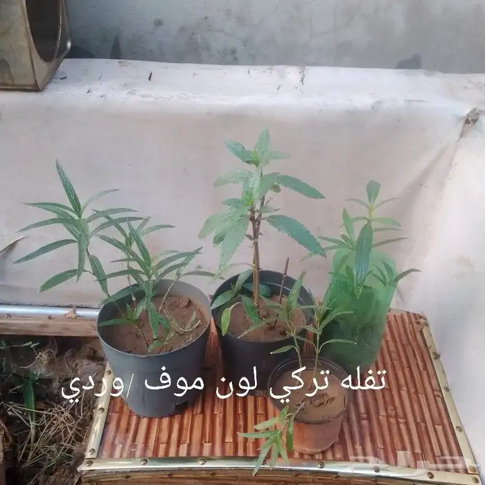 شتلات منوعه 0