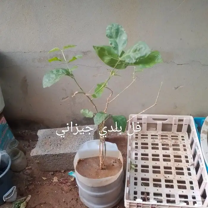 شتلات منوعه 4