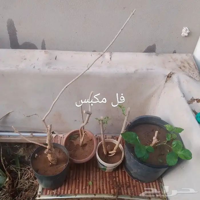 شتلات منوعه 5