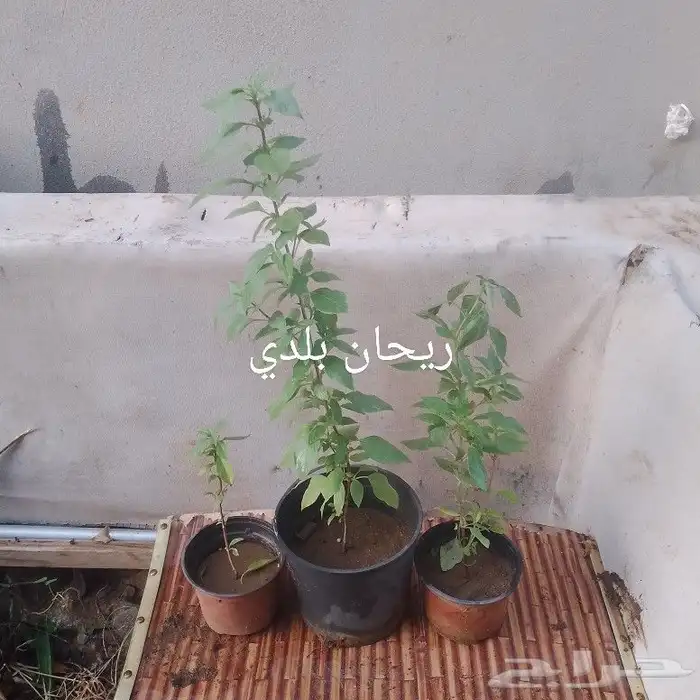 شتلات منوعه 3