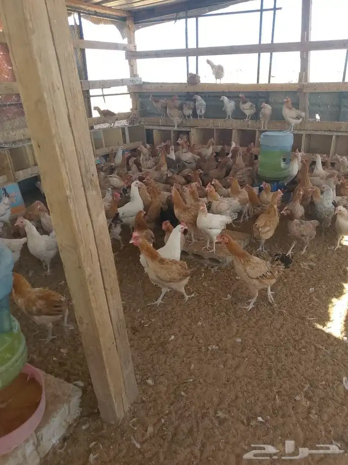 نعرض لكم دجاج بلدي بياض. 0