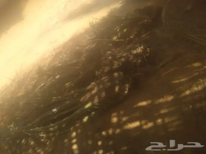 زراعة نخيل في جميع مناطق الرياض 4