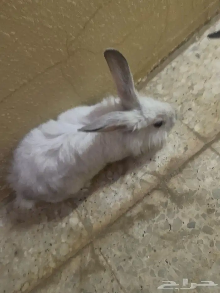 للبيع ارنب ذكر فرنسي 0