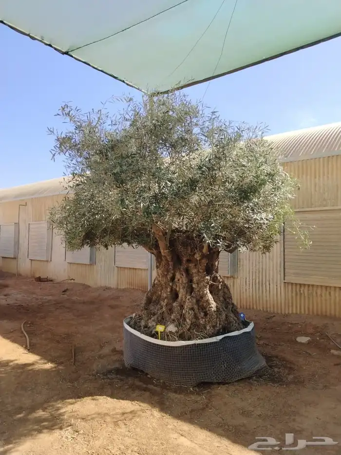 شجر اسباني مستورد شجر طيب من الاخر بجميع احجامه 8