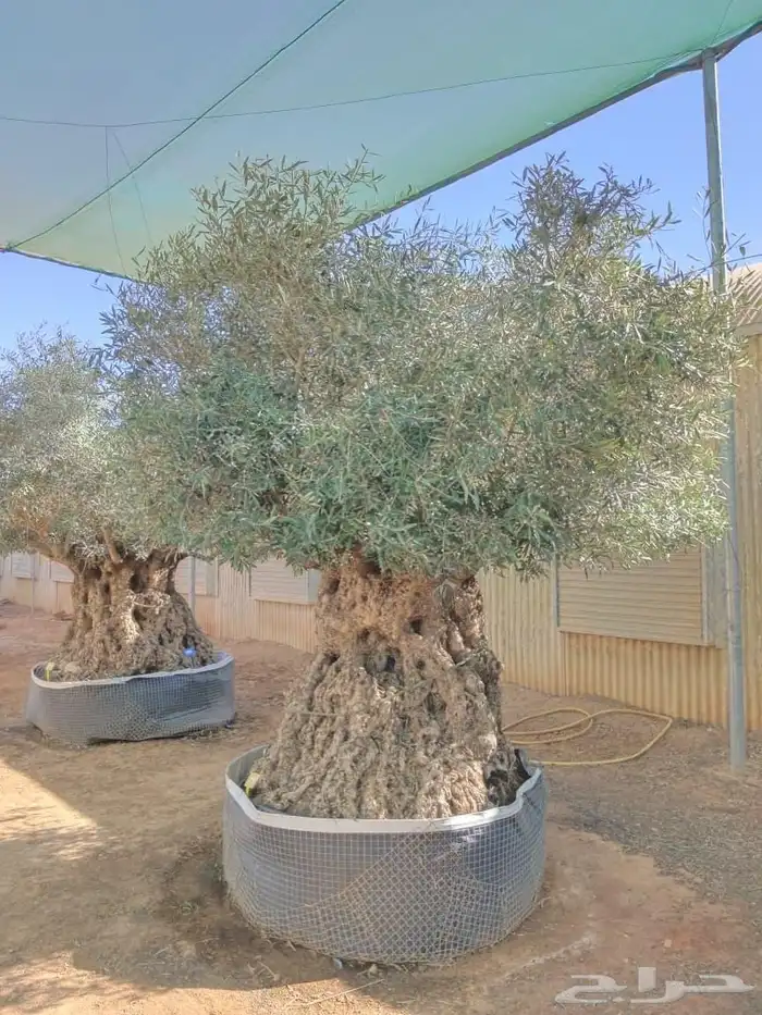 شجر اسباني مورد بكل احاجمه شجر بياض الوجه 4