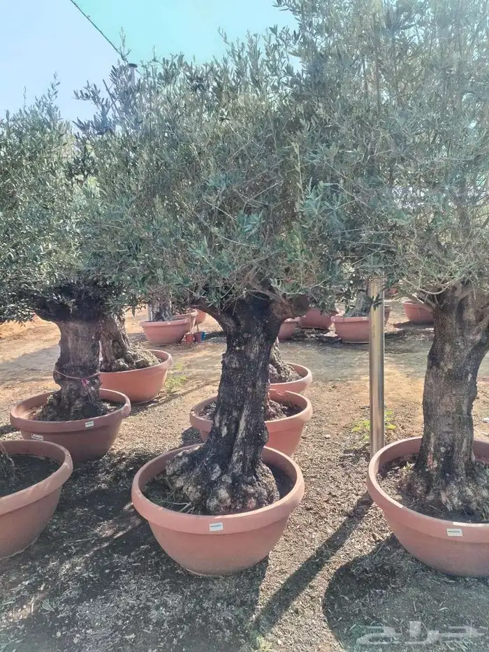 شجر اسباني مستورد شجر طيب من الاخر بجميع احجامه 5