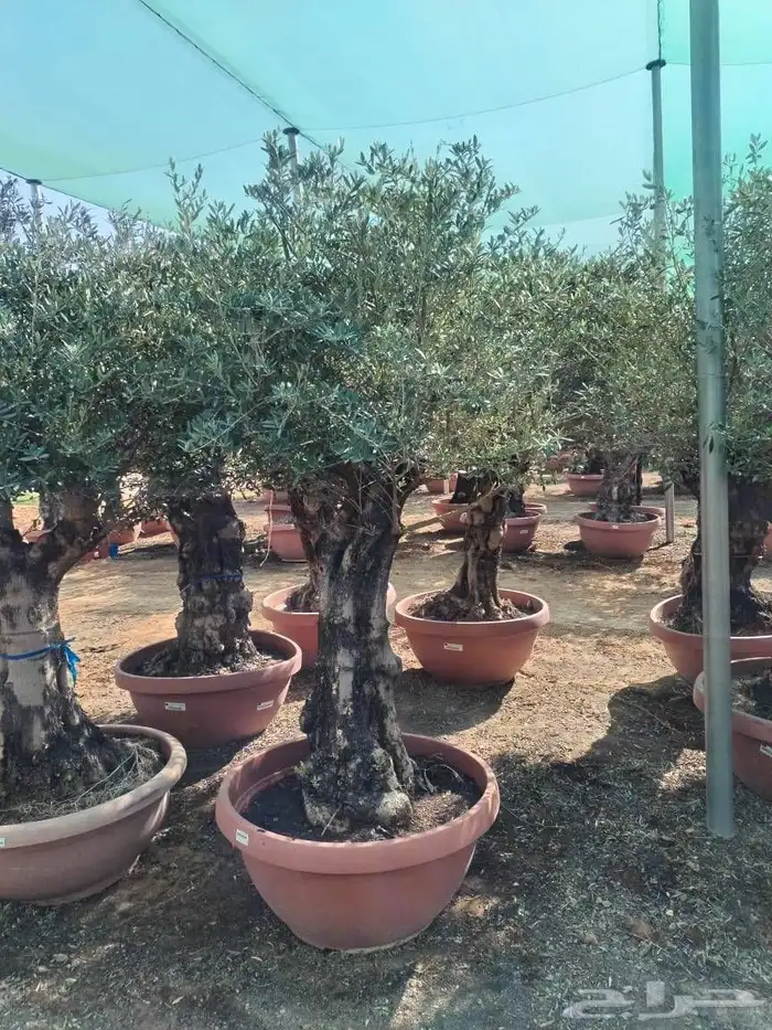 شجر اسباني مستورد شجر طيب من الاخر بجميع احجامه 6