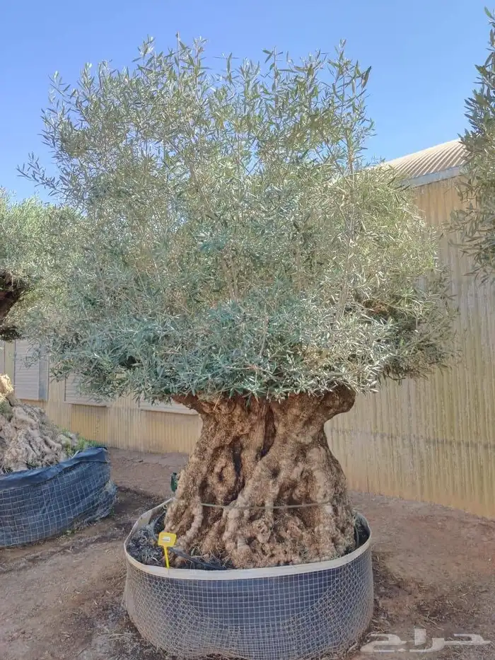 شجر اسباني مستورد شجر طيب من الاخر بجميع احجامه 9