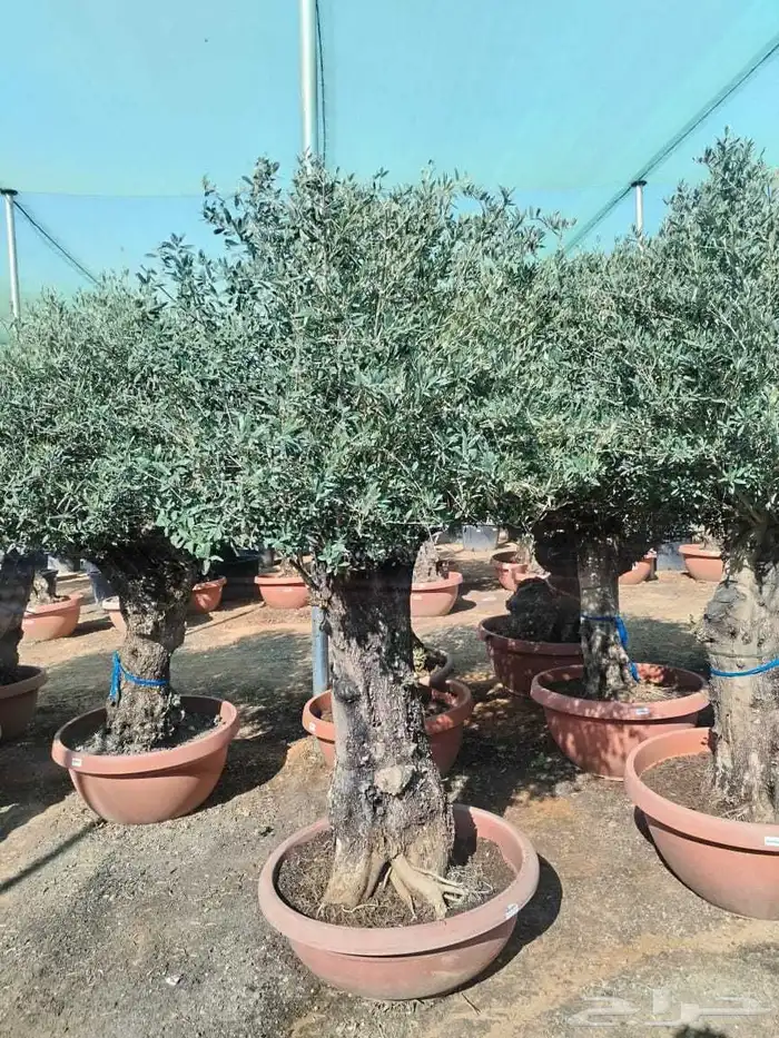 شجر اسباني مورد بكل احاجمه شجر بياض الوجه 0