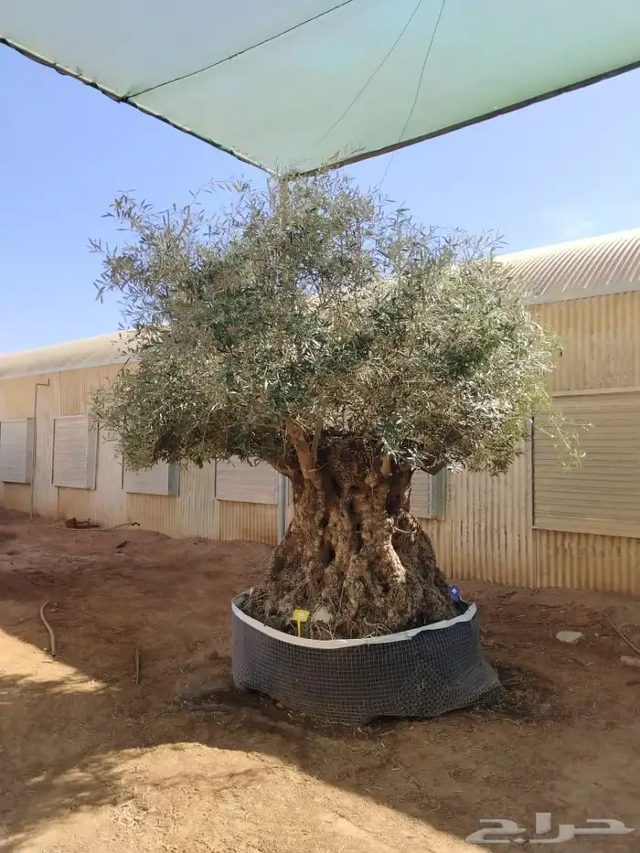 شجر اسباني مورد بكل احاجمه شجر بياض الوجه 5