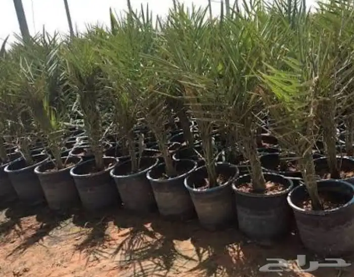 يوجدلدينا جميع انوان النخيل المثمرونخيل الزينه 3