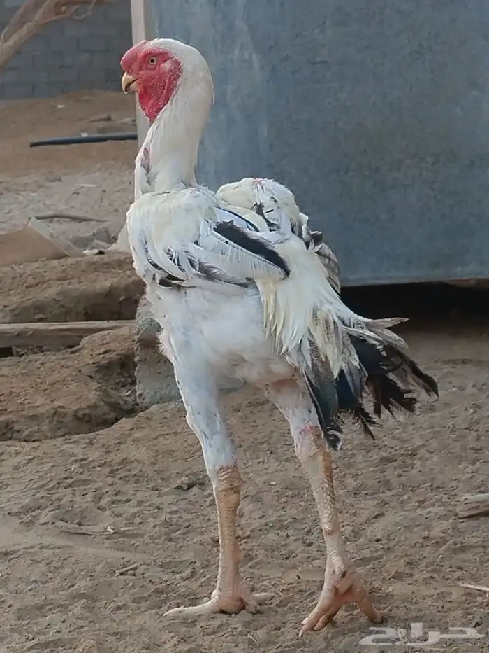 ديك فارسي اصيل 1