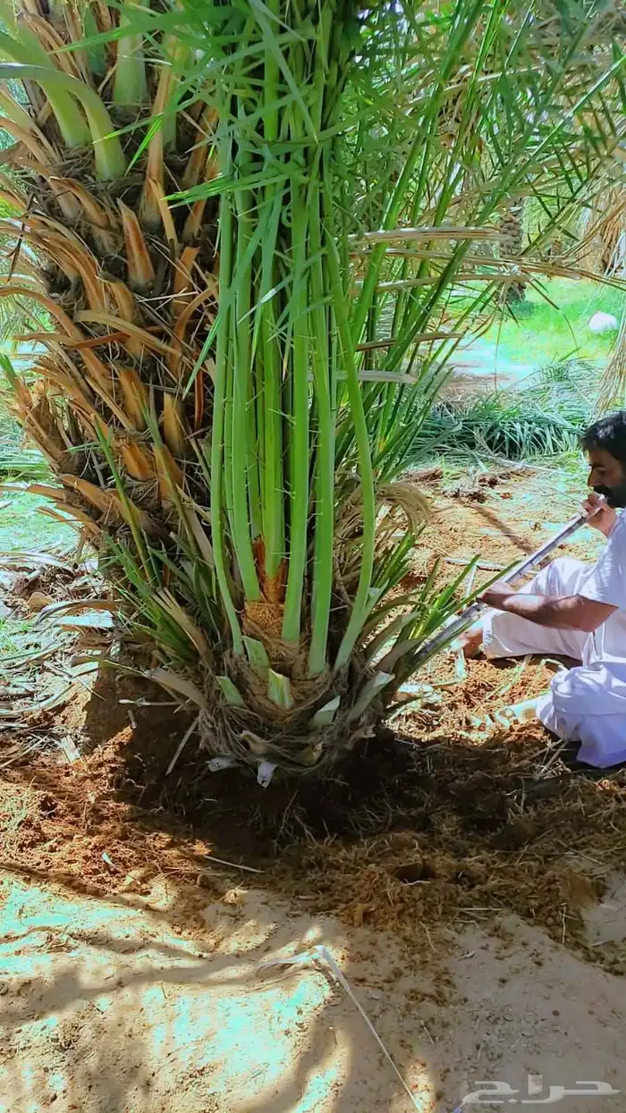 نخل القصيم نخل للبيع سكري صقعي مجدول ونانه 1