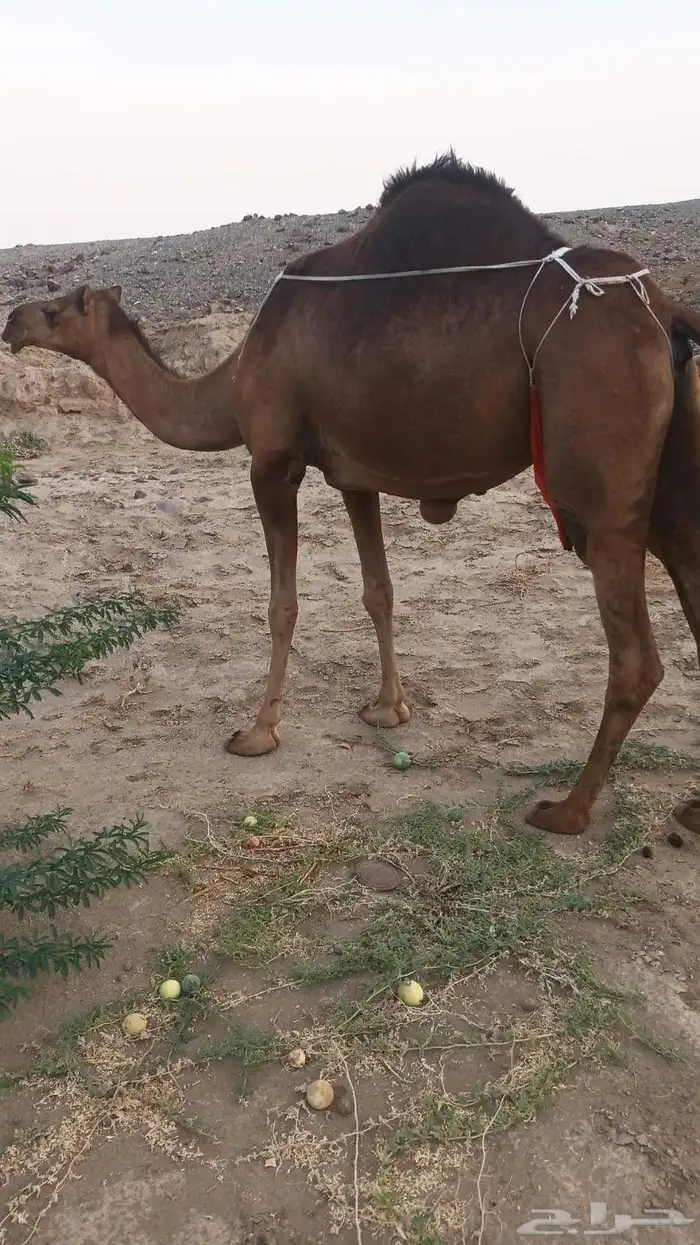 9 نياق سواحل طيبه من 6500 5