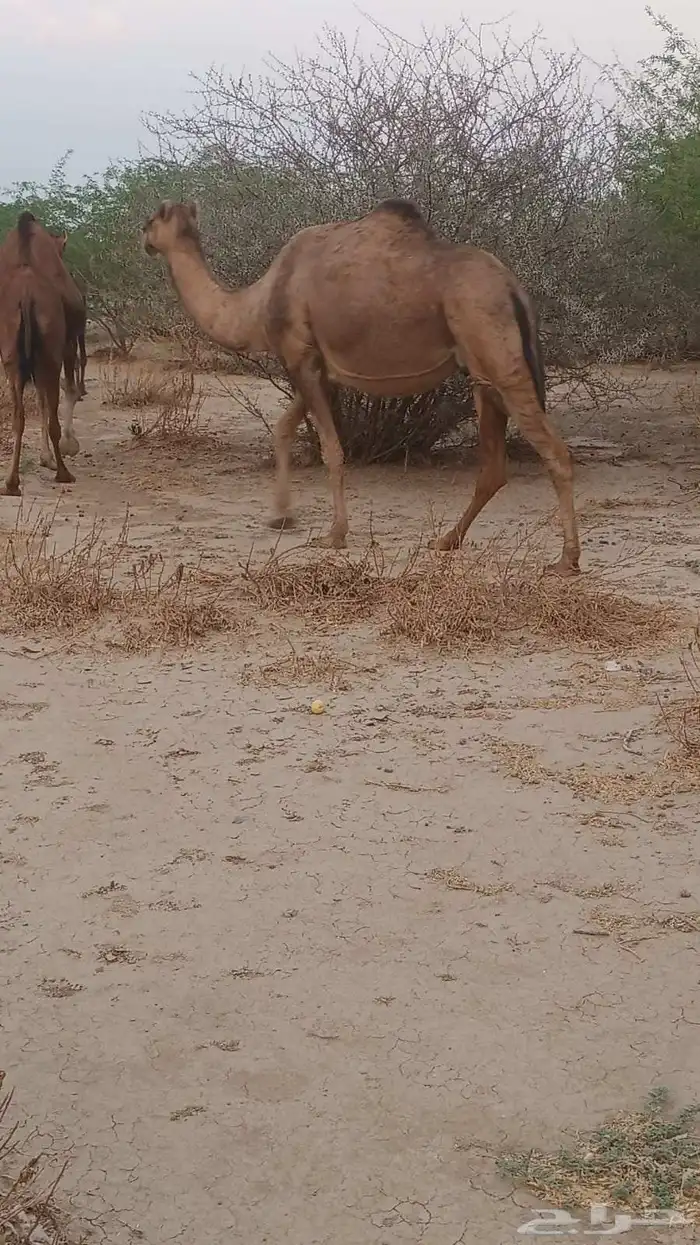 9 نياق سواحل طيبه من 6500 9