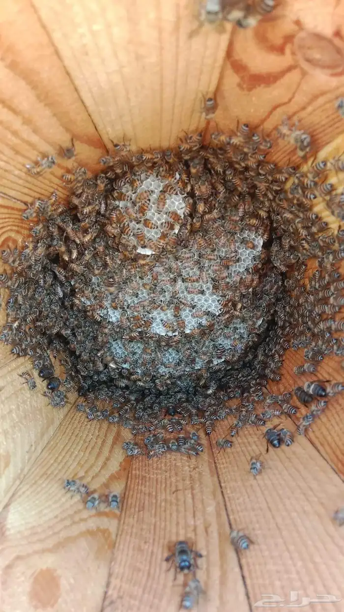 القنفذة احد بني زيد 3