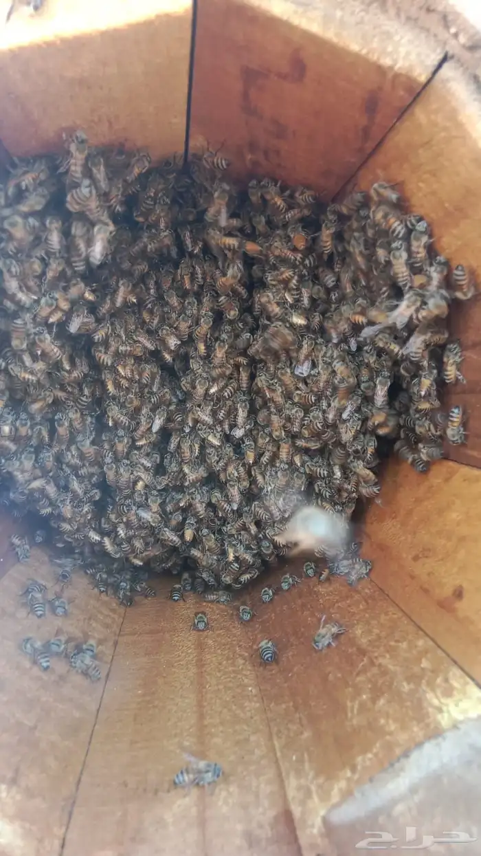 القنفذة احد بني زيد 2