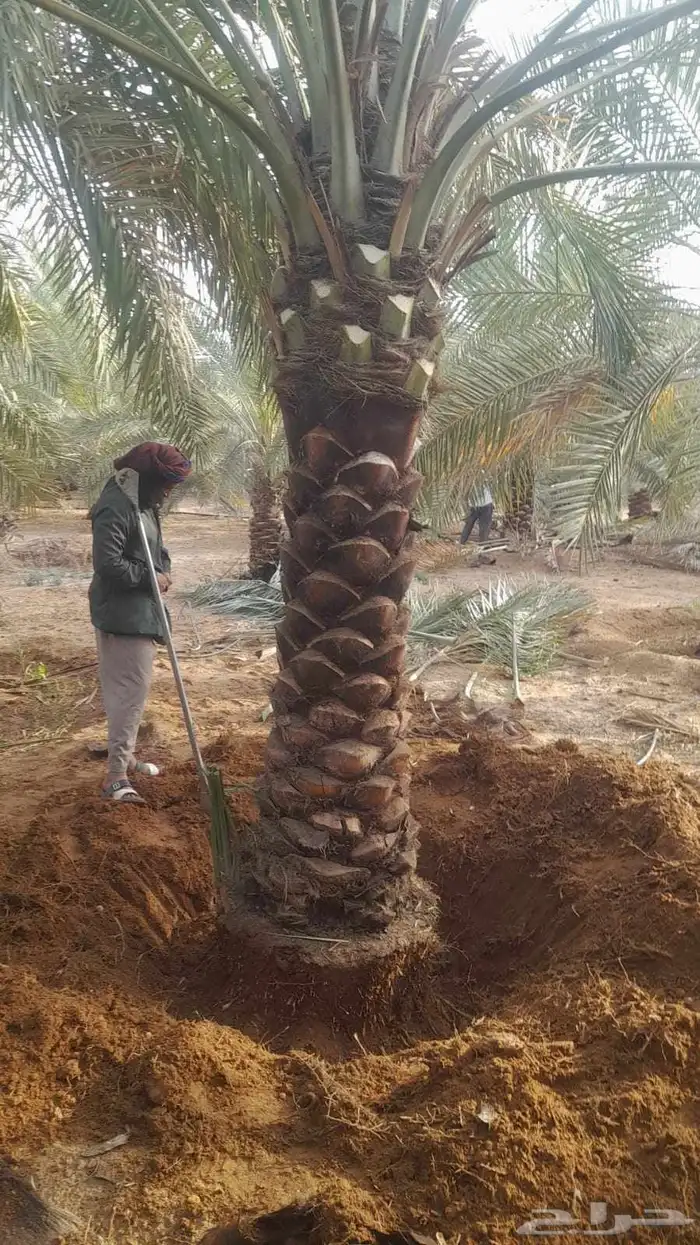 نخيل عربي وشطني زينه لتوصل 7
