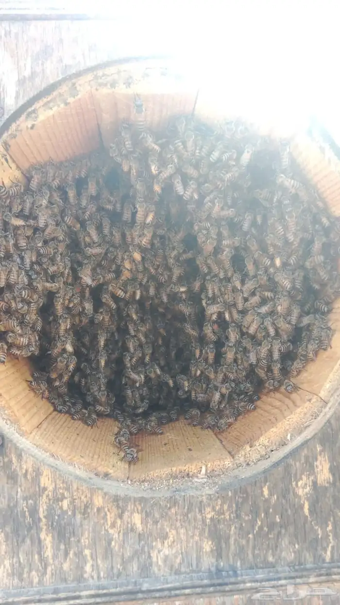 القنفذة احد بني زيد 1