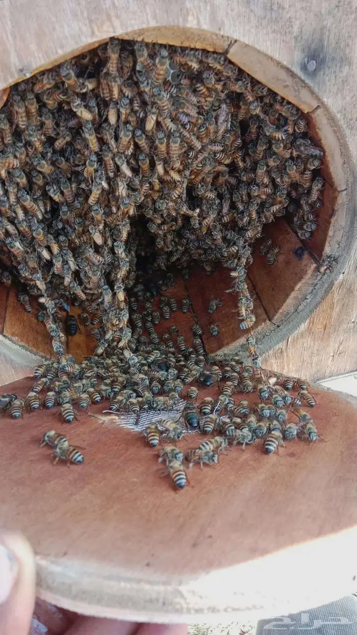 القنفذة احد بني زيد 4