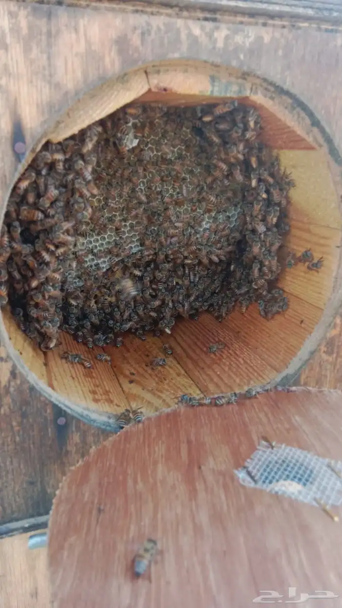 القنفذة احد بني زيد 0