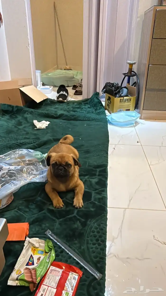 جراء بيكنيز للبيع 0