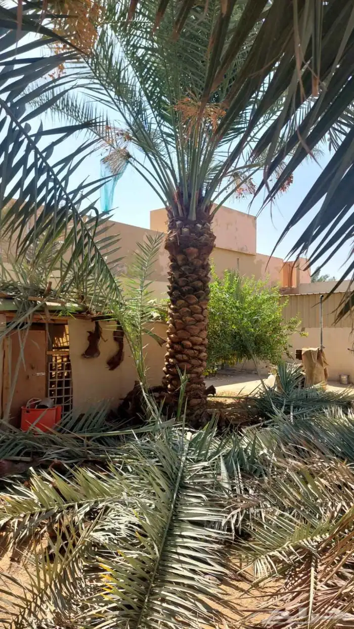 يوجد لدينا جميع انواع النخيل بكافت انوعه والمقاسات 3