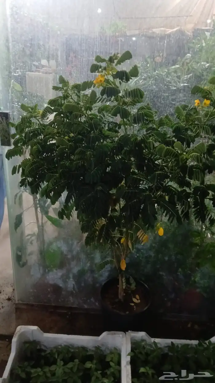 مشاتل الرياض 1