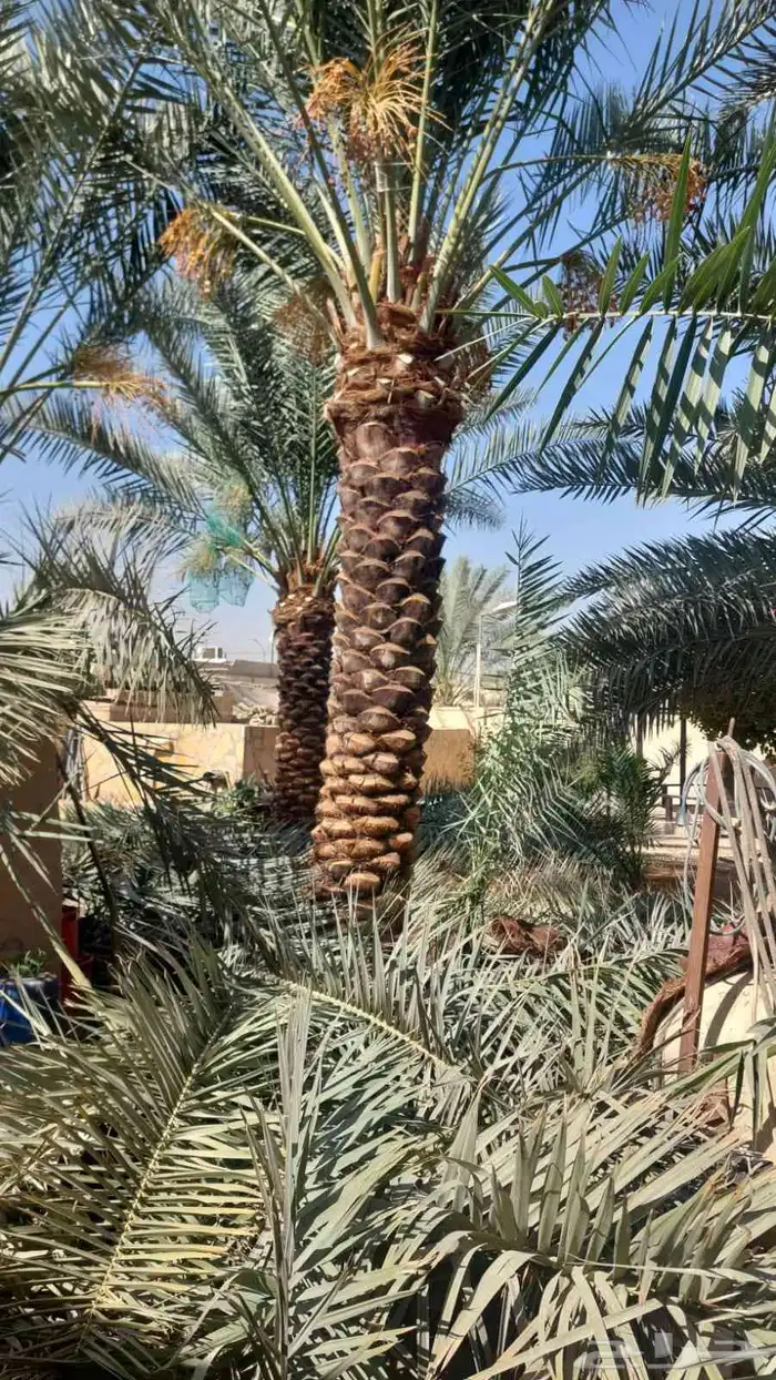 يوجد لدينا جميع انواع النخيل بكافت انوعه والمقاسات 4
