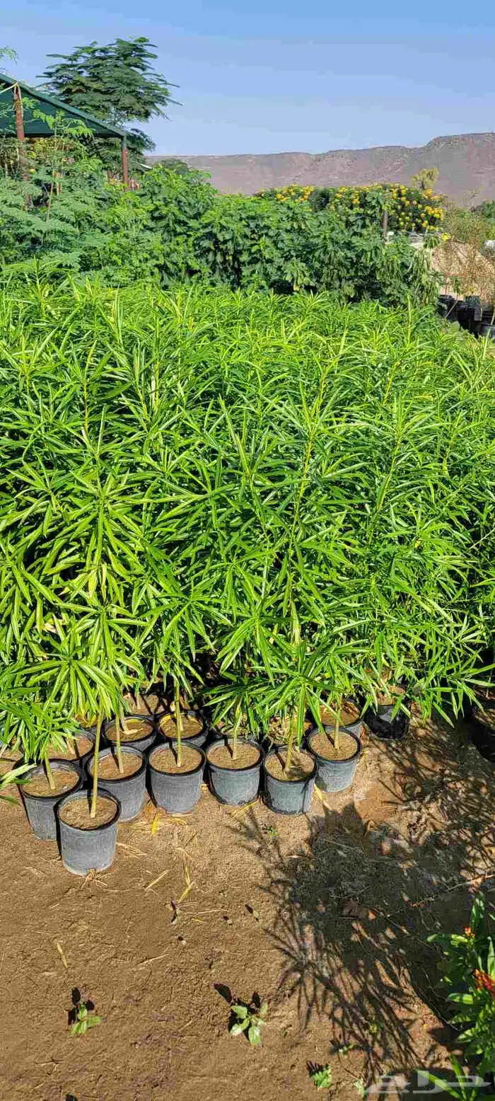 مشتل لبيع جميع انواع الشجر الزينط جمله 1