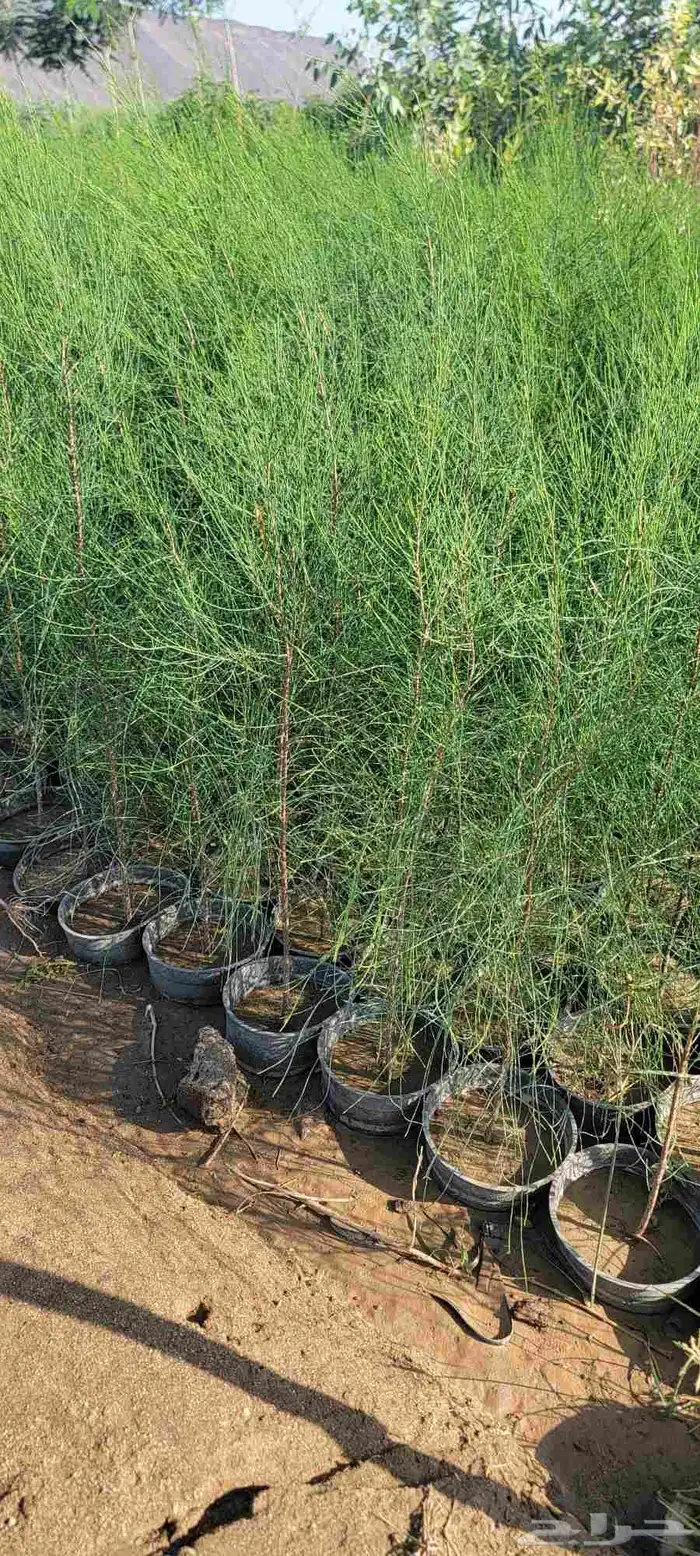 مشتل لبيع جميع انواع الشجر الزينط جمله 4