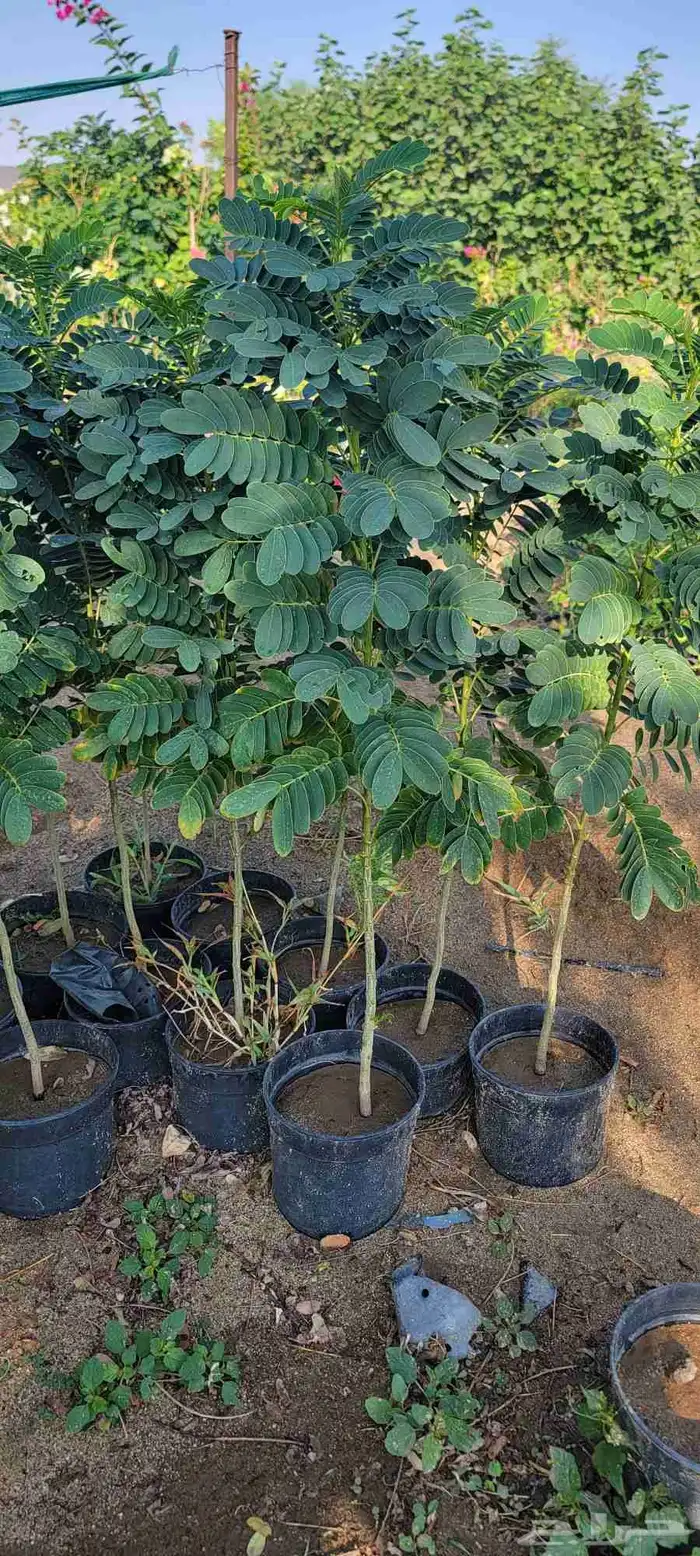 مشتل لبيع جميع انواع الشجر الزينط جمله 5