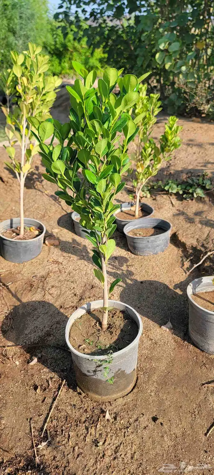 مشتل لبيع جميع انواع الشجر الزينط جمله 7