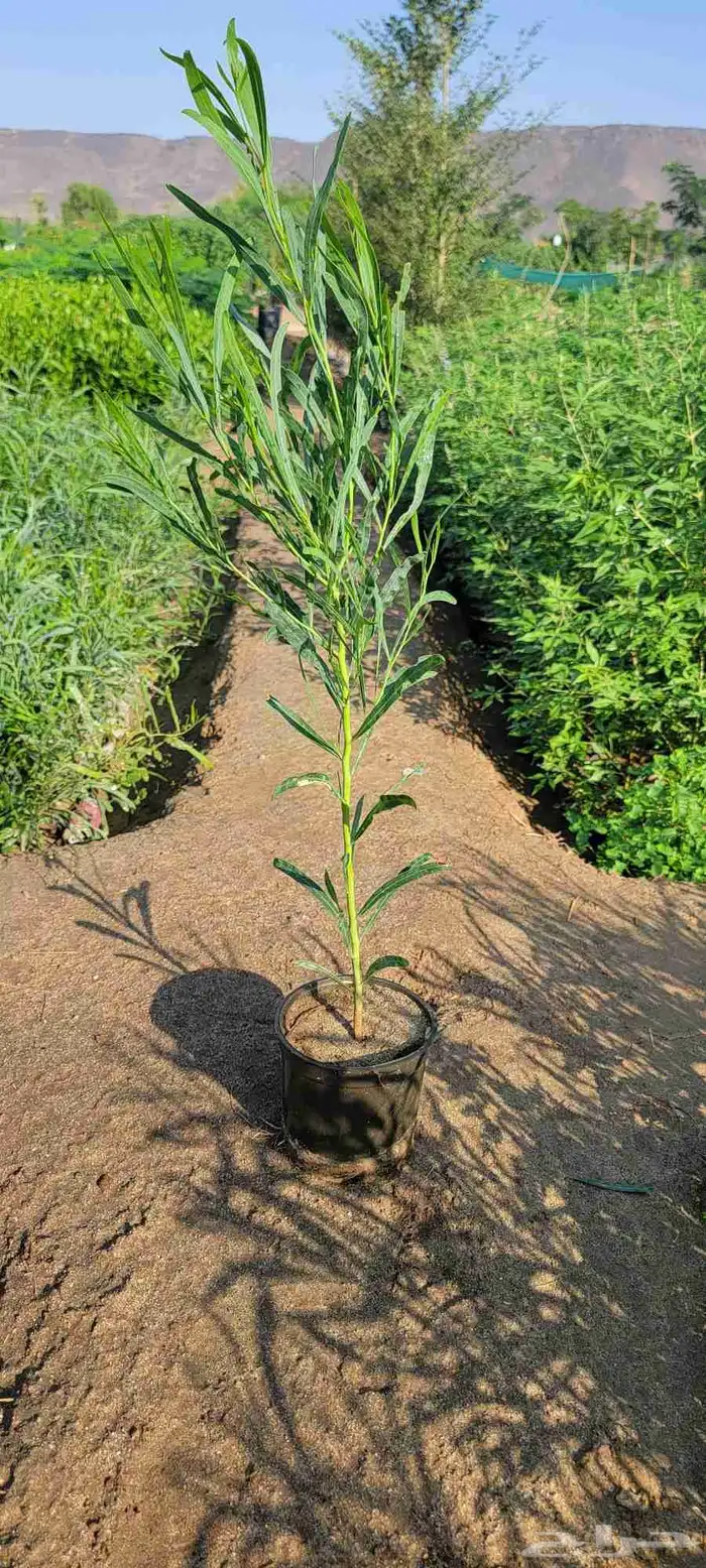 مشتل لبيع جميع انواع الشجر الزينط جمله 2