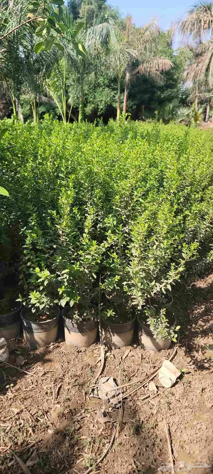 مشتل لبيع جميع انواع الشجر الزينط جمله 9