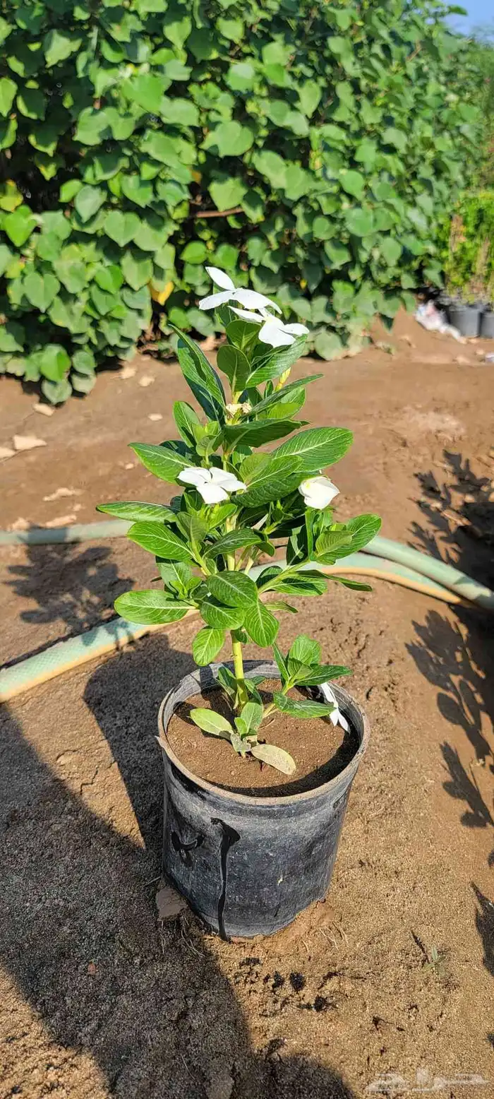 مشتل لبيع جميع انواع الشجر الزينط جمله 6