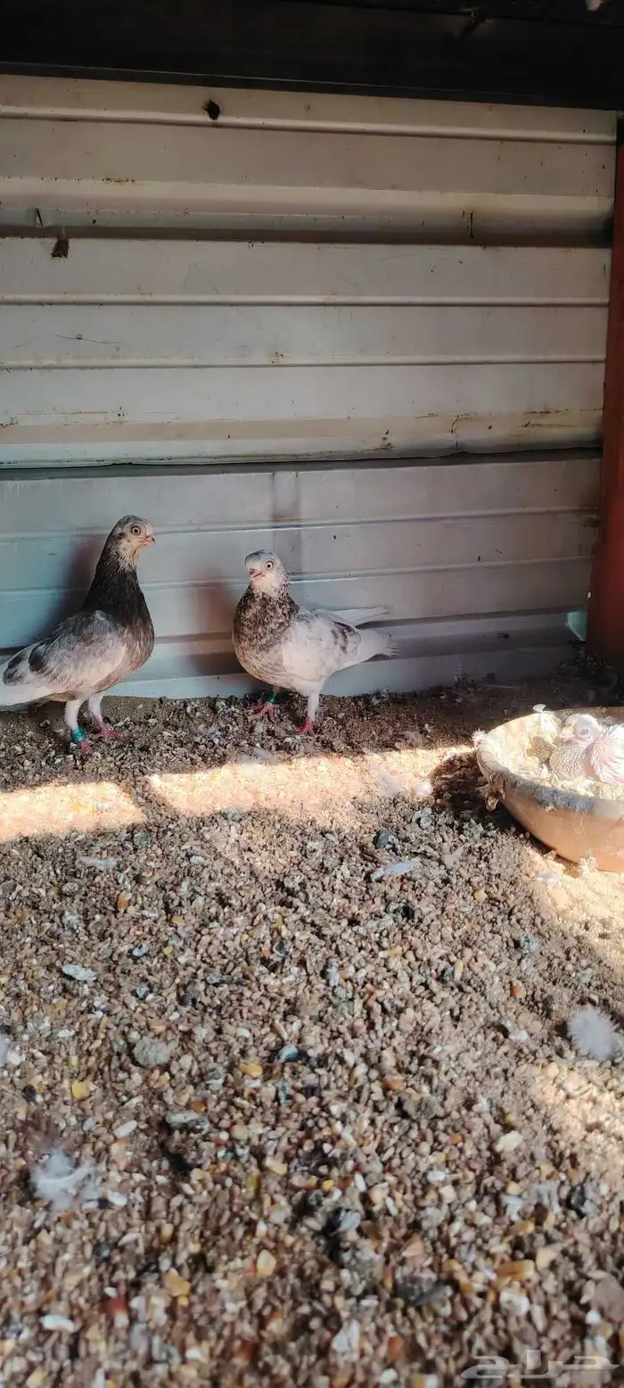 زوج كوري منتج 1