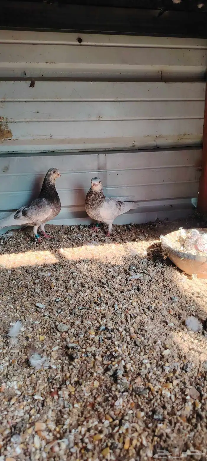 زوج كوري منتج 0