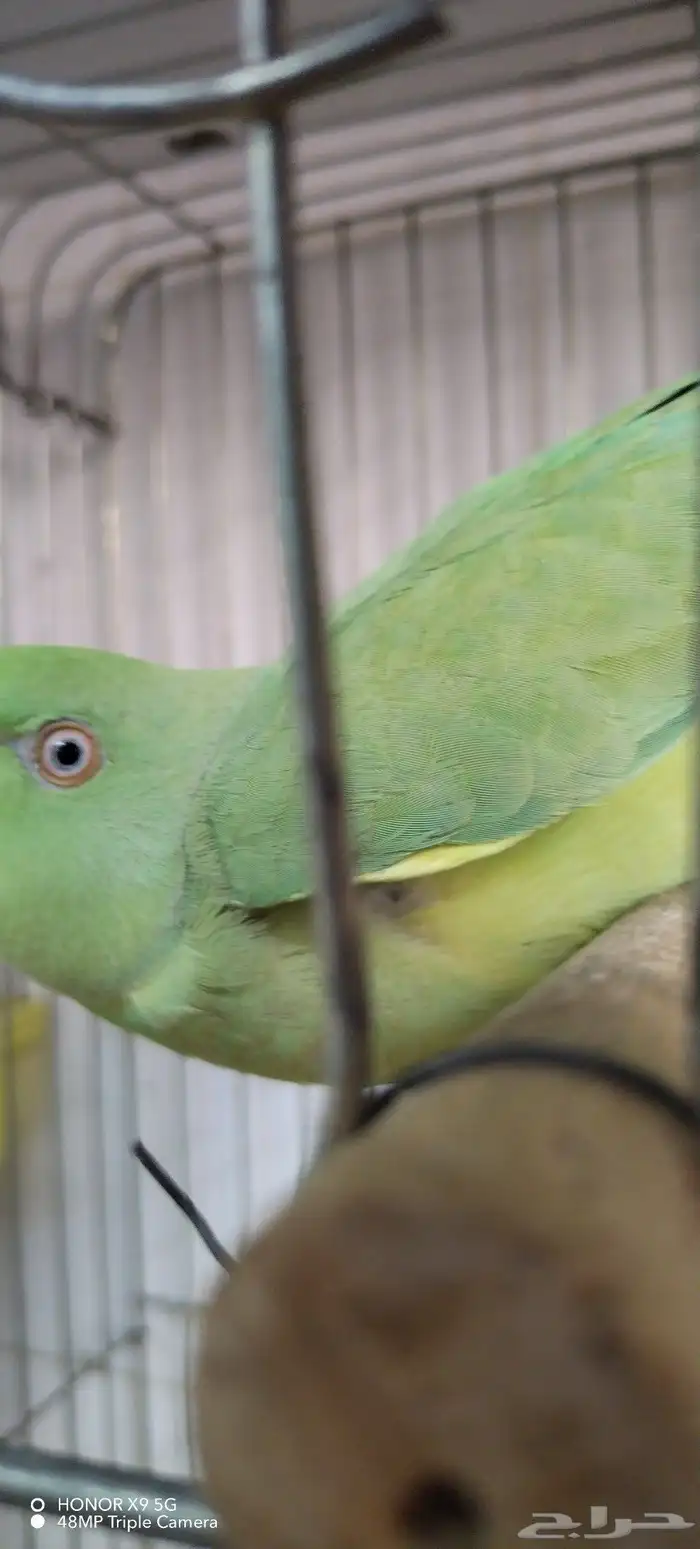 درة هندي انثي 0