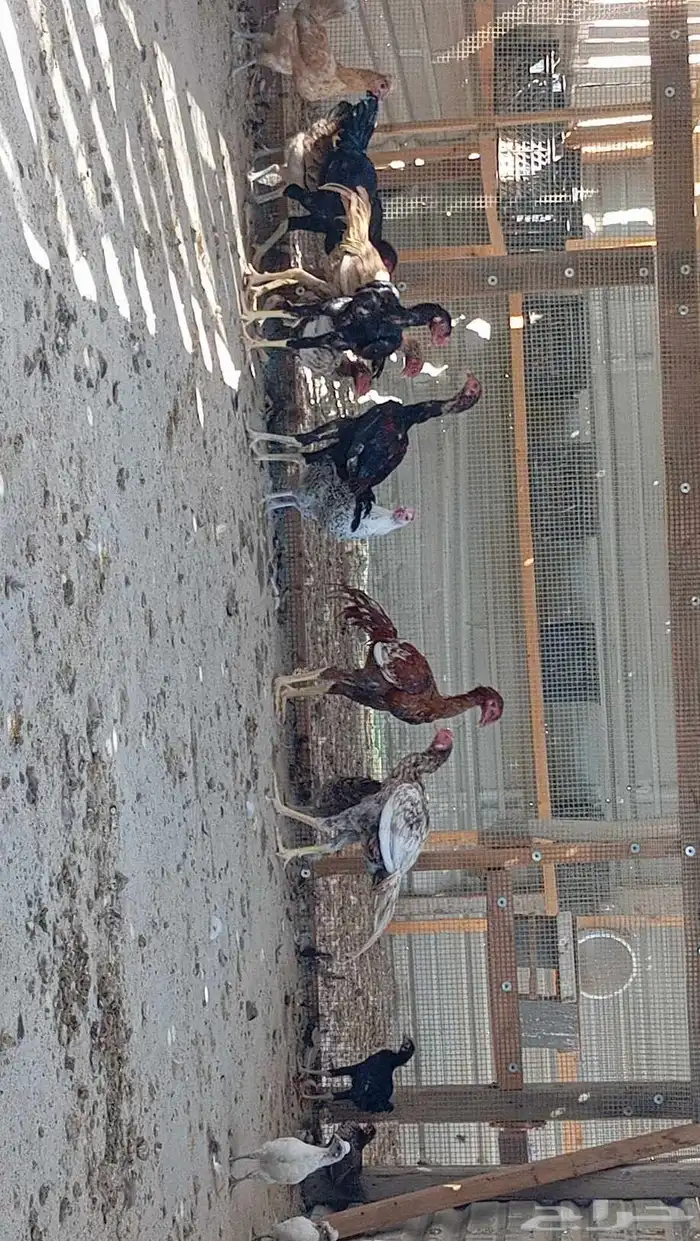 للبيع ديكه هندي 2