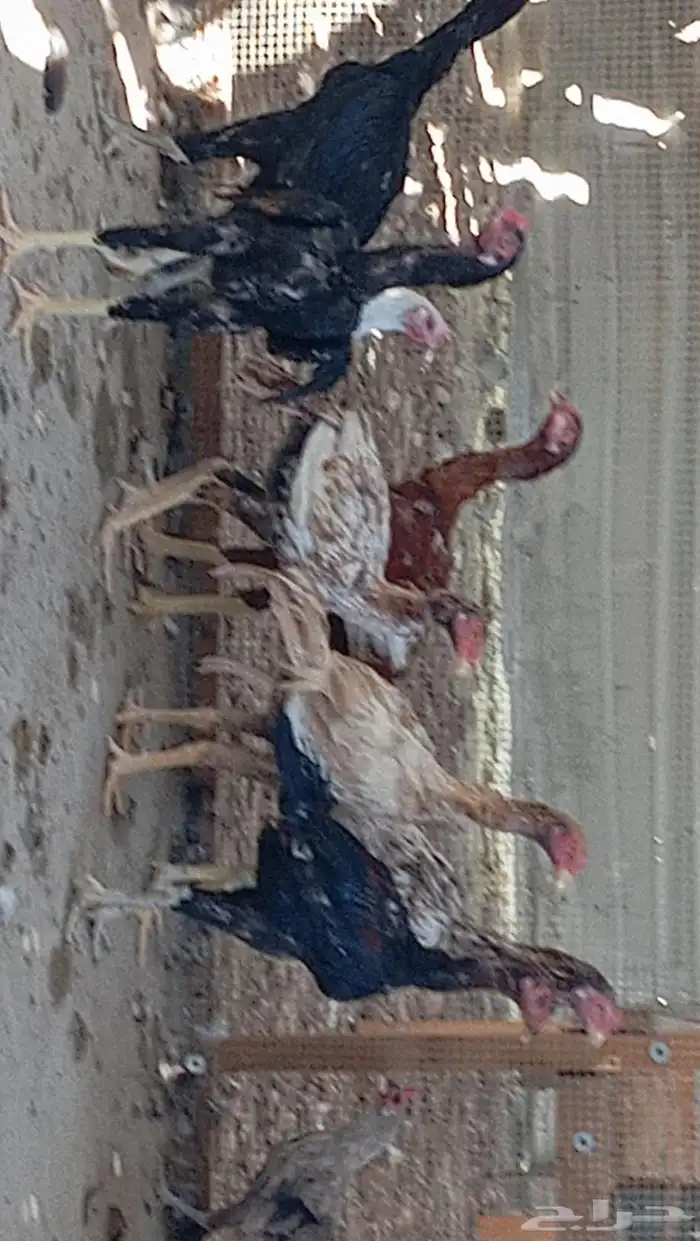 للبيع ديكه هندي 0