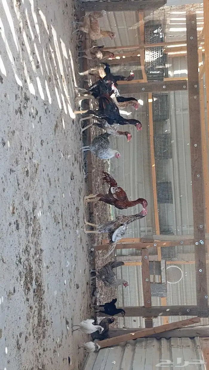 للبيع ديكه هندي 1