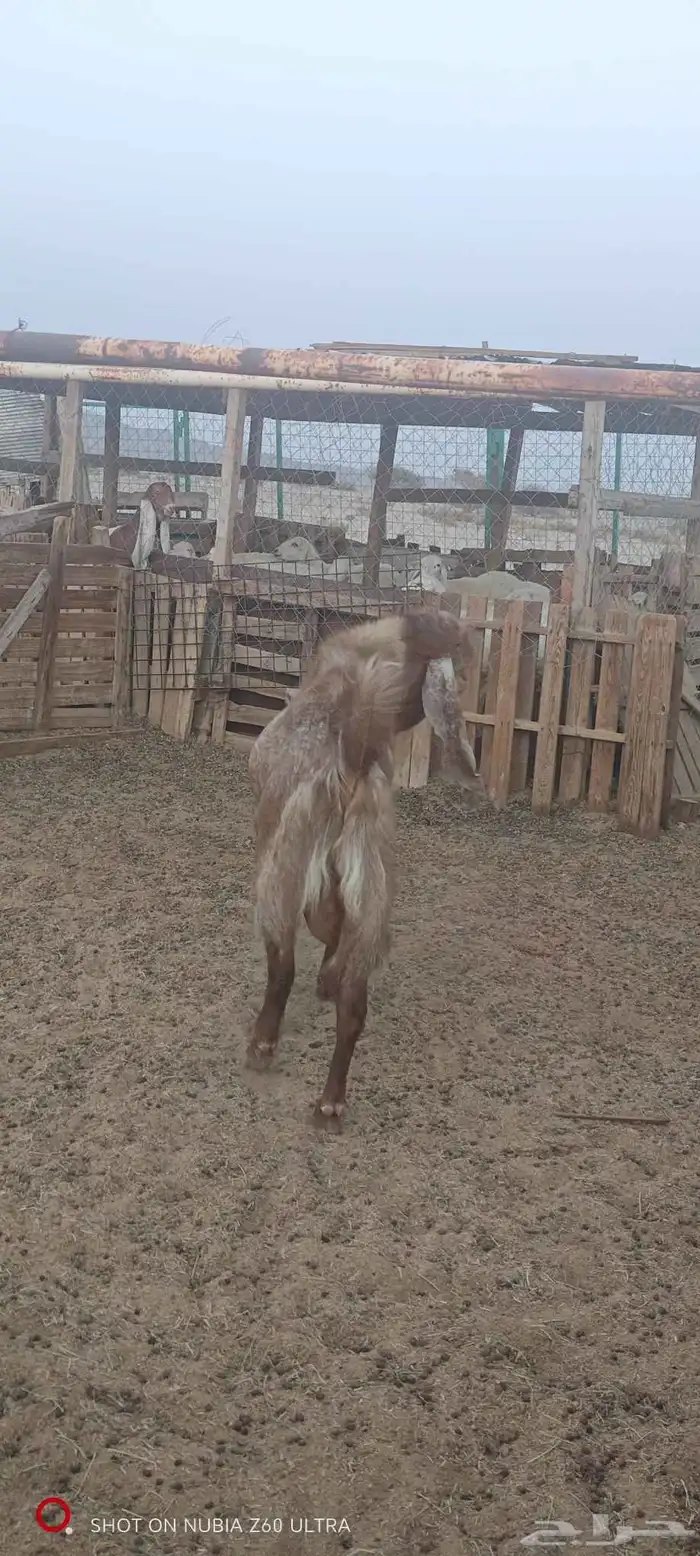 تيس للبيع صنف 4