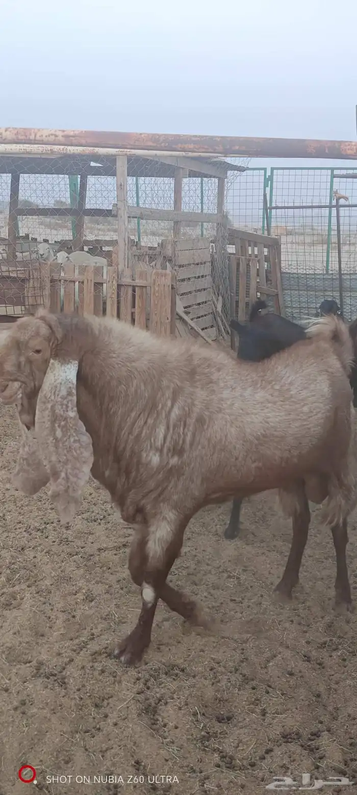 تيس للبيع صنف 3