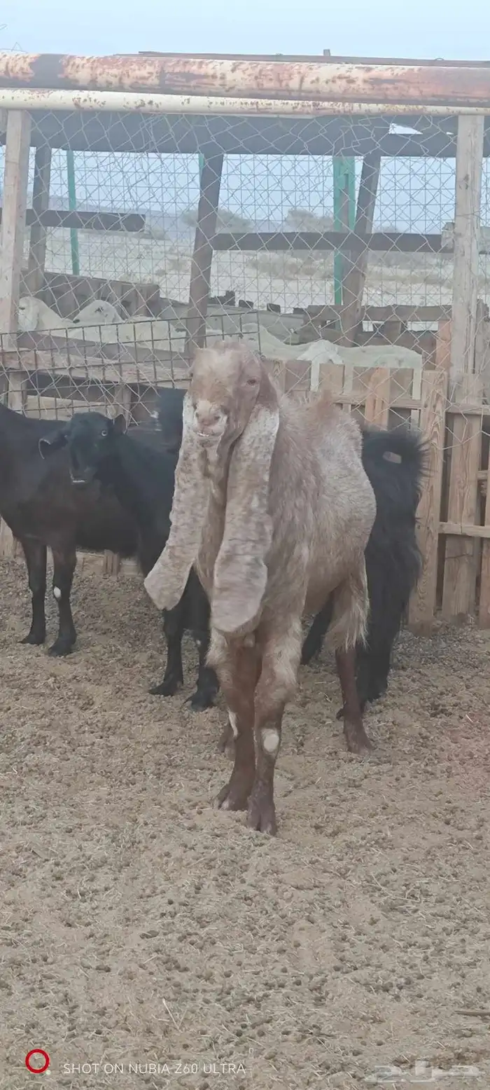 تيس للبيع صنف 0